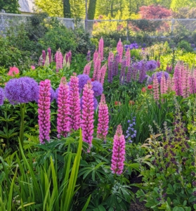 My large flower cutting garden, which measures 150-feet by 90-feet, is growing more and more lush each year. I wanted the plants to be mixed, so every bed is planted with a variety of specimens. Every row of flowers is interesting and colorful. Right now, we have so many lupines!