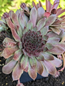This is called Sempervivum 'Grammens' - a pretty pink to orange shade with dark plum tips. 'Grammens' is a giant rosette which turns a deep purple in winter.