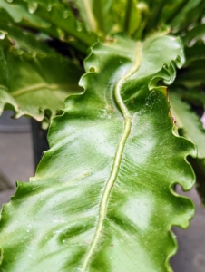 The bird's nest fern, Asplenium nidus, is an interesting plant with long, erect, spoon-shaped, bright green fronds that rise from a central rosette.