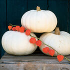 'Valenciano' has snow-white skin – it is among the whitest of pumpkins. It makes a unique for doorstep decoration. 'Valenciano' pumpkins are slightly ribbed, medium-sized and flatter in appearance. (Photo from Johnny’s Selected Seeds)