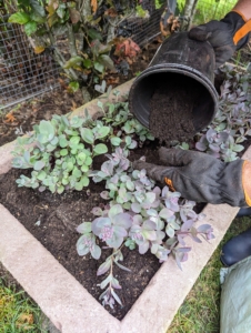 An identical planter is also filled with sedum on the other side of this area. Here, Ryan adds some soil surrounding the plantings and then lightly tamps down to establish good contact.