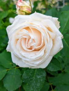 Here is a creamy white rose just opening - it's just right for cutting.