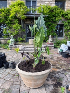 The pot is then covered with more soil mix and a ground cover that will spread and fall over the sides of the container in the next several weeks. Notice the two glazed terra-cotta sphinxes in the background. They are designed by Emile Muller and guard this entrance to the house.