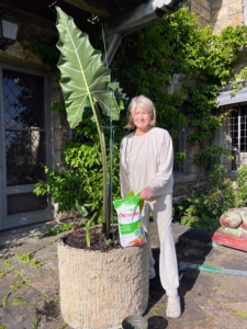 And here I am adding some Osmocote to this potted alocasia. This faux bois planter is very old – about 1925 to 1930 – and very heavy. In fact, many of the containers date from this time.