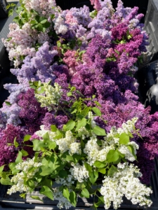 We cut lots of them in gorgeous purple, lavender, and white. Here they are in the back of our truck ready to bring to the house.