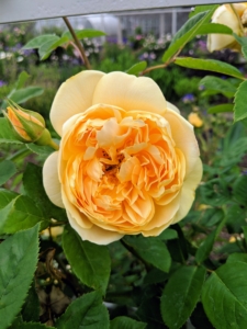 Rose bushes need six to eight hours of sunlight daily. In hot climates, roses do best when they are protected from the hot afternoon sun. In cold climates, planting a rose bush next to a south or west-facing fence or wall can help minimize winter freeze damage.