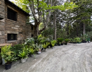 Here are some of the bigger plants taken out of the trailer and placed on the driveway. I decide where each plant will go before they are moved – staying organized saves lots of time and energy. This year, we brought agaves, alocasias, palms, and so many more.