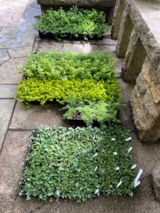 We also had trays of smaller plants and ground covers to use as under plantings - helichrysum, dichondra, and lysimachia.