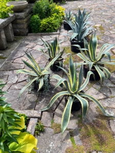 Agaves are long-leafed succulents with shallow roots and showy, spiked leaves. A little extra care should be taken whenever working with such sharp plants – always protect the eyes and face when handling agaves.