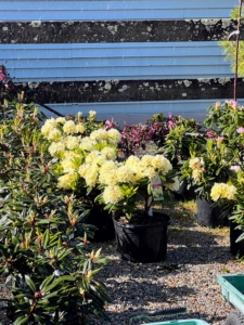 Here are some flowering rhododendrons. It's hard not to walk away with something from this nursery.