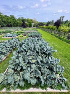 Kevin captured this image from the top of the garden looking down its length. This garden has more than 40 beds. My head gardener, Ryan McCallister, and I planned everything out on a map and made sure we accounted for every crop we wanted to grow.