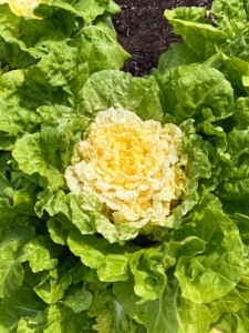 This is a Napa cabbage - the best-known variety of the Chinese cabbages with large, full-size heads. These heads are oblong with green, crinkly leaves on the outside and creamy yellow in the center.