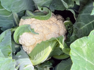 The cauliflower is just so pretty and so very large. Most are not ready just yet, but this one does look pretty close.