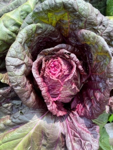 From this angle, this red cabbage looks like a rose just beginning to unfurl.