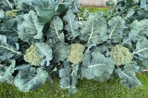 This year, the vegetables look utterly amazing. These are just three of the broccoli heads - each one more perfect than its neighbor. I picked one not long ago and it weighed two and a half pounds!
