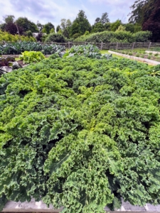 And look at our bed of kale! It has such lush green color.