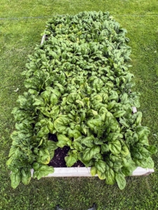 Here is a bed of spinach. We planted the spinach close to the end, so it is easy to access for my morning green juice.