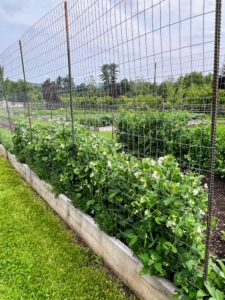 In another center bed, along this trellis we put up, are lots of peas – one section for shelling peas, which need to be removed from their pods before eating, and another for edible pods, which can be eaten whole, such as our snap peas. They are best grown on supports to keep them off the ground and away from pests and diseases.
