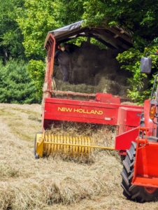 The tractor rides to one side of the windrow while the baler passes directly over it to collect the hay. All the hay is dry and passing through the machine smoothly. If the hay is properly dried, the baler will work continuously down each row. Hay that is too damp tends to clog up the baler.
