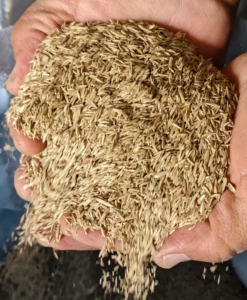 Here's a close look at the quality grass seed we use.