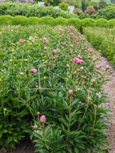 A week later, look at all the buds atop the stems. When I first planted my peony garden, I focused on pink varieties, and planted 11-double rows of 22-peony types. I chose the varieties for their colors, their forms and their long blooming periods.
