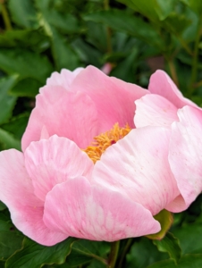 Peony blooms range from simple blossoms to complex clusters with a variety of petal forms.