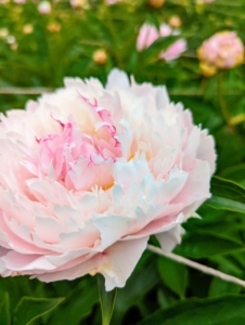 Peonies are considered northern flowers – they tolerate and even prefer cold winter temperatures. They are hardy in zones 3 through 8 and need more than 400-hours of temperatures below 40-degrees Fahrenheit annually to break dormancy and bloom properly.