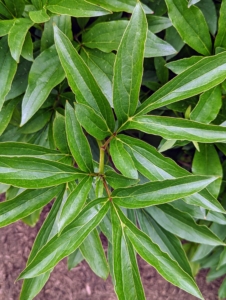 The leaves of the herbaceous peony are pointed with a shiny, deep green color.