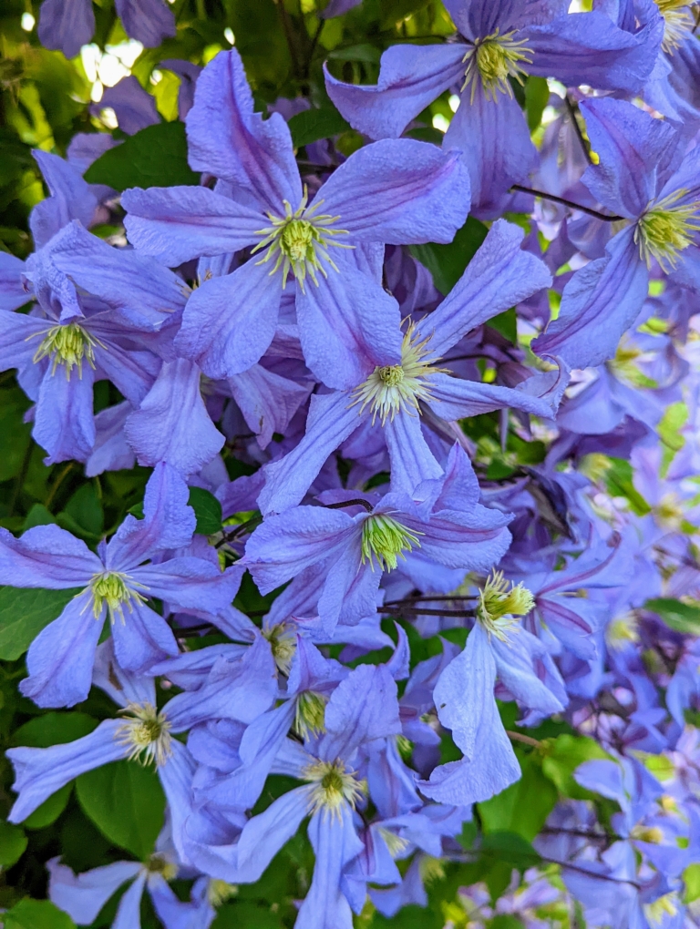 My Blooming Clematis Vines The Martha Stewart Blog