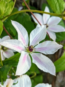 Both butterflies and hummingbirds are attracted to clematis flowers.