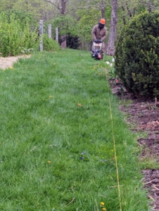 We already planted large boxwood to mark the middle and main footpath to the garden. Here, a line is put up to mark the four sides so it could be re-edged.
