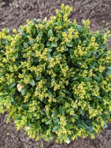 Buxus is a genus of about 70 species in the family Buxaceae. Common names include box or boxwood. Boxwood is native to western and southern Europe, southwest, southern and eastern Asia, Africa, Madagascar, northernmost South America, Central America, Mexico, and the Caribbean.