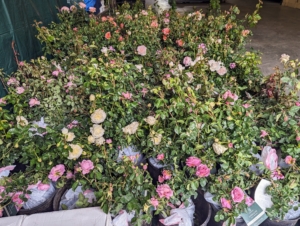 And here are all the roses - more than 120 - still in boxes and ready to plant.