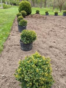 The entire garden is surrounded with boxwood. Large boxwood shrubs anchor the corners. These smaller boxwood, which I've nurtured from bare-root cuttings fill in the rest of the perimeter.