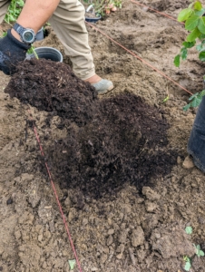 Nutrient rich compost or garden conditioner is added to each hole.