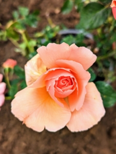 We planted floribunda roses, hybrid tea roses, and shrub roses. This one is a soft apricot color.