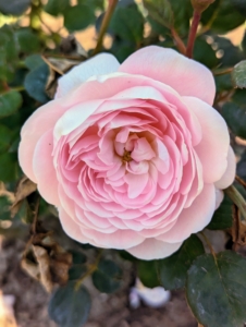 Hybrid tea roses, also called large-flowered roses, usually have only one flower per stem and tend to flower in three flushes from summer to late autumn. Floribundas or cluster-flowered roses have many flowers per stem and tend to repeat-flower continuously from summer to late autumn.