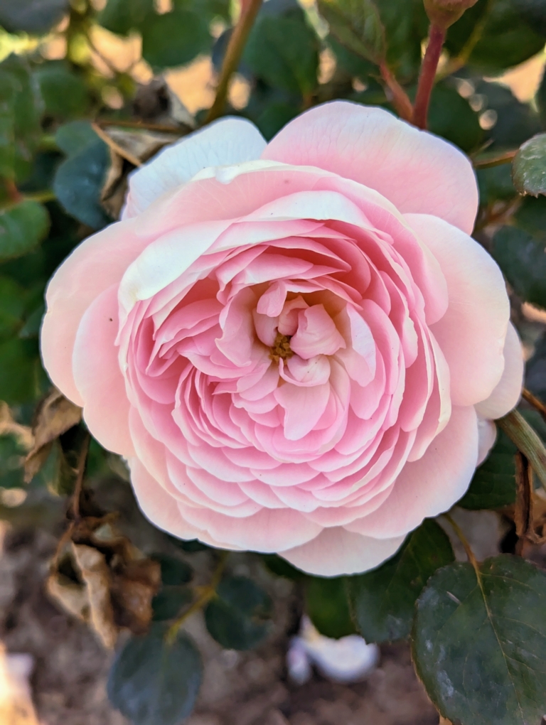 Planting a New Rose Garden at My Farm - The Martha Stewart Blog