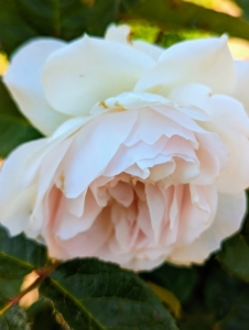 Here is a white rose with a hint of pink. We also planted strong disease resistant varieties. Many roses are bred and selected to resist the most common rose problems.