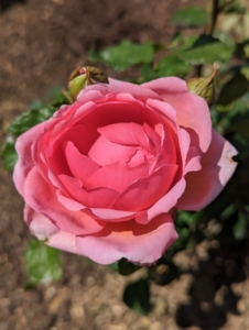And here's a darker pink rose. A rose is a woody perennial flowering plant of the genus Rosa, in the family Rosaceae. There are more than a hundred species and thousands of cultivars.