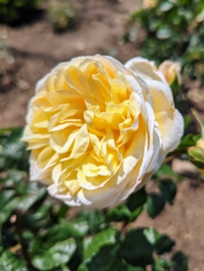 Here is a beautiful light yellow rose blooming. When selecting a location, plant roses in a sunny spot where it can get at least six hours of sun and good drainage. Fertilize them regularly and water them evenly to keep the soil moist.