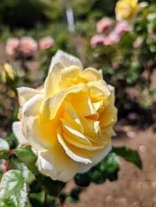 This rose bed is sure to bring years of color and beauty from hundreds and hundreds of roses. Watch "Martha Gardens" on Roku to get more of my tips and to see the entire process of planting the garden - it's a great show.