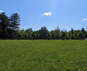 Here is a wide view of one of my horse pastures. The best day to overseed is when there is little to no wind, so the application can be done as evenly as possible. This day was perfect – no wind, mild temperatures, and a beautiful blue sky.