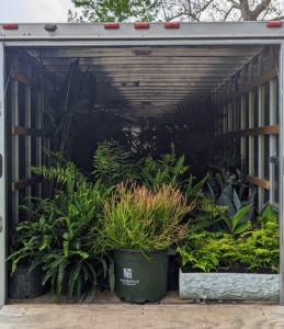 I take more than 100 tropical and exotic plants to fill the many pots at Skylands. Here are the plants heading north for the season - all packed safely in the trailer. The trailer and the team going by car leave a day or two ahead of me, so everything can be unloaded and put in place by the time I get there.