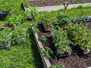 Here are some of the season's young tomato plants ready to go into our beds. We always start our tomatoes from seed in my greenhouse. We don’t use any pesticides or chemicals of any kind, so we know we’re nurturing the highest quality plants. We always grow an abundance of tomatoes – I love to share them with family and friends and use them to make all the delicious tomato sauce we enjoy through the year. This season, we also have tomato plants that were gifted to me by a friend and some from one of our trusted growers.