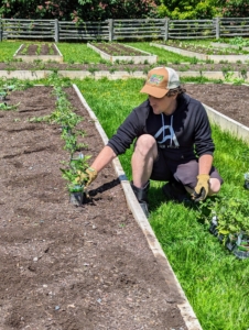 Then Ryan sets all the plants in the rows where they will be planted, making sure all the plants are equally spaced along the bed.