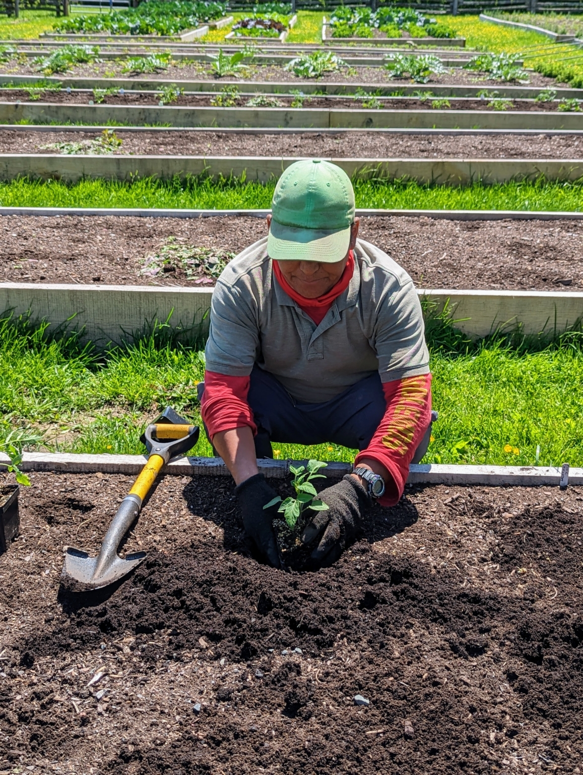The Season's Tomatoes are Planted! The Martha Stewart Blog
