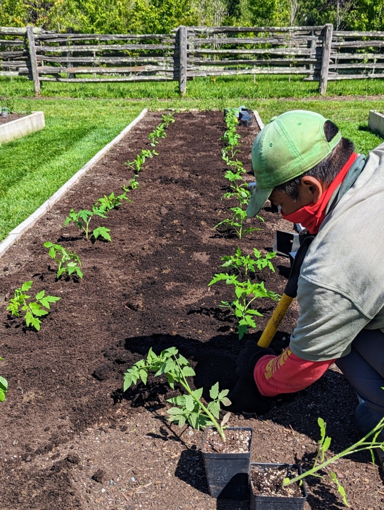 Mesmerizing Martha Stewart Planting Tomatoes Photo Digital Art Mesmerizing Martha Stewart Planting Tomatoes Photo Digital Art