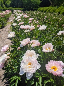 After leaving the stable, the tour continued up the carriage road, past the grove of azaleas, and around the corner to the peonies. Luckily, some of the herbaceous peonies were still blooming.