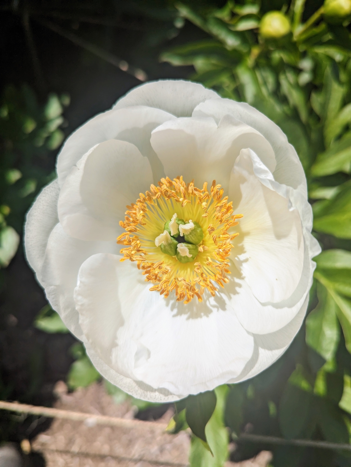 My Herbaceous Peonies Are Blooming At The Farm - The Martha Stewart Blog